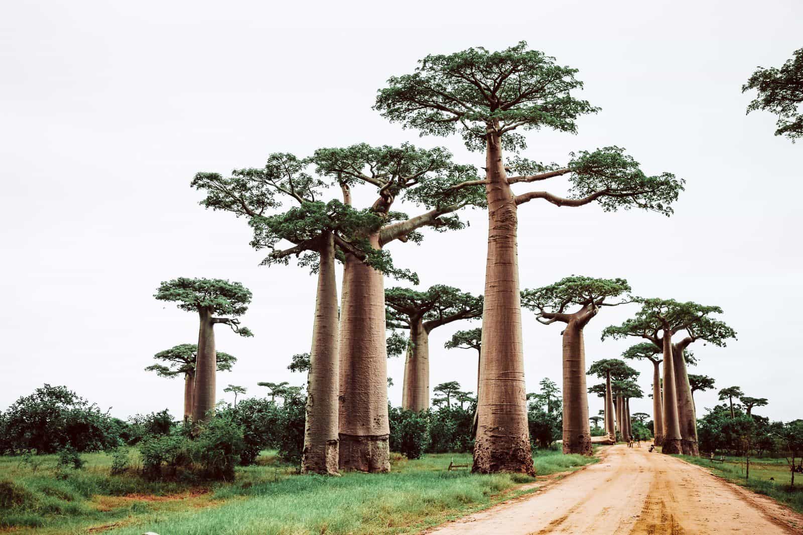 Pacchetti eSIM per Madagascar Background