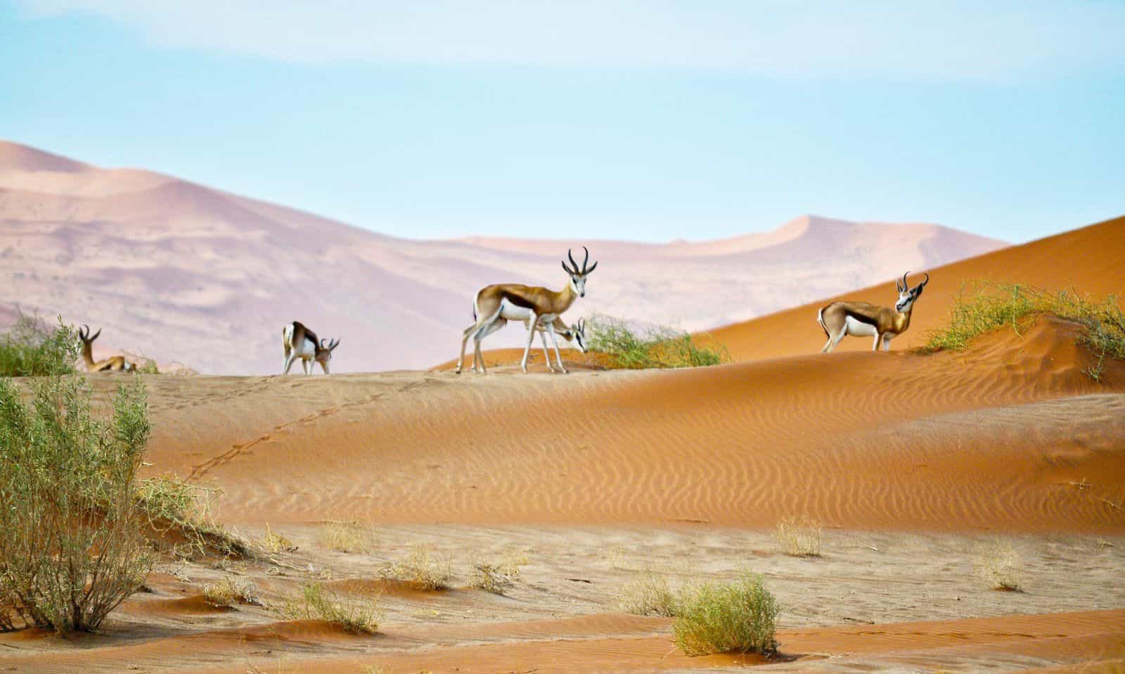 Paquetes eSIM para Namibia Background