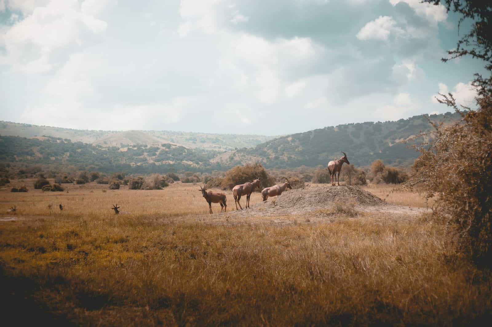 eSIM balíčky Rwanda Background