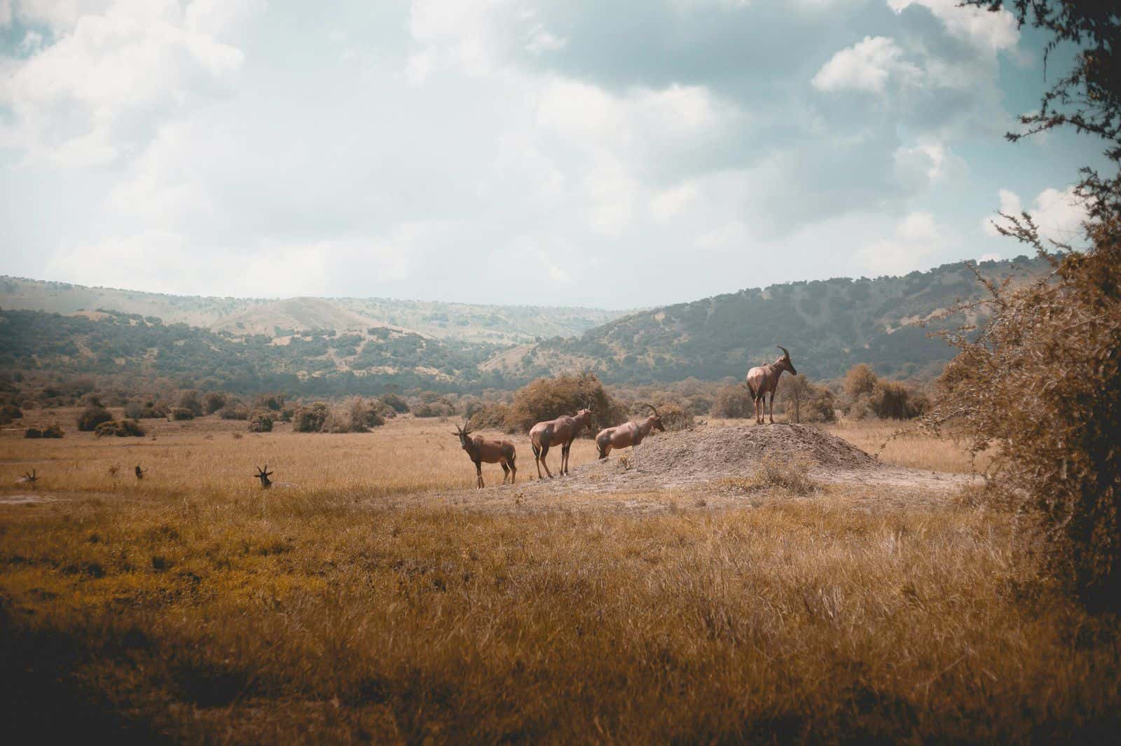 1 GB di Dati per 7 Giorni Ruanda