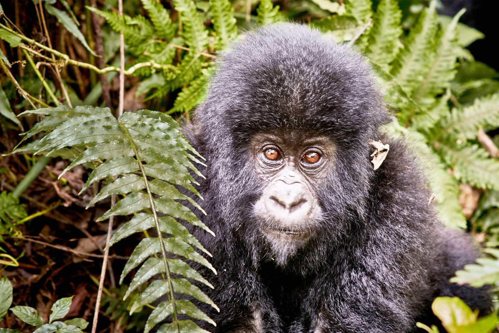 eSIM-pakker til Congo Background