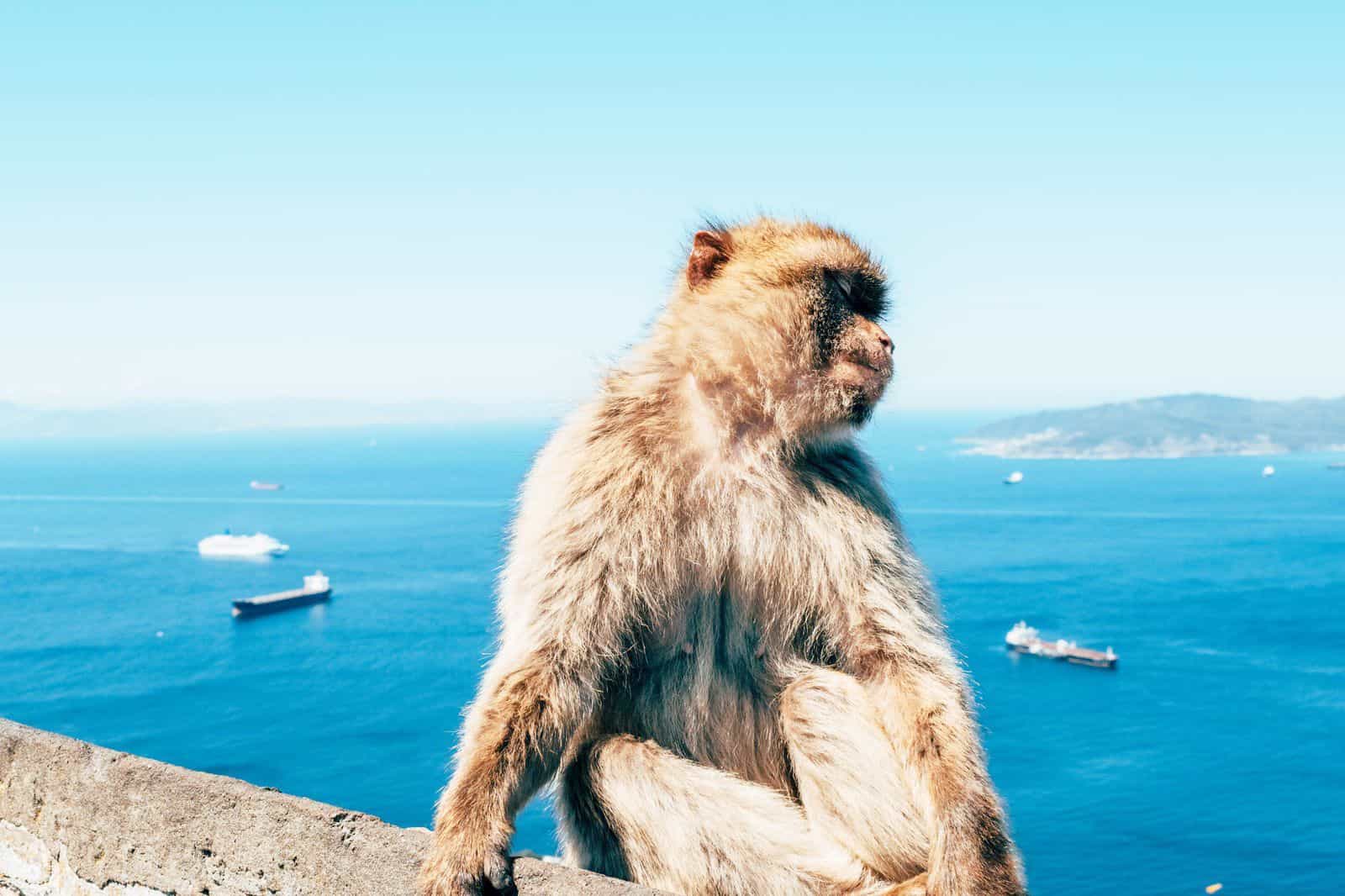 eSIM-pakker til Gibraltar Background